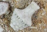Fossil Crinoid (Uperocrinus) Plate - Missouri #103532-2